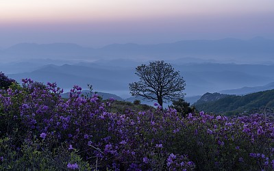 황매산의봄