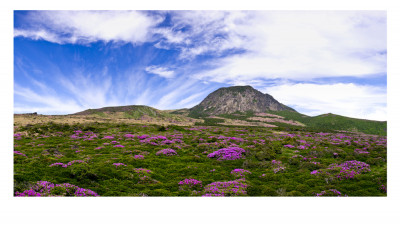 한라산의 봄(한라산)