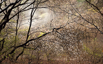 산벛꽃