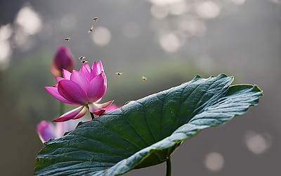 궁남지의 연