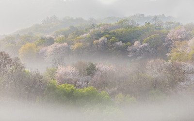 봄의 향연