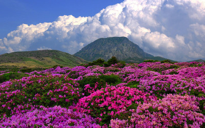 한라산 철쭉