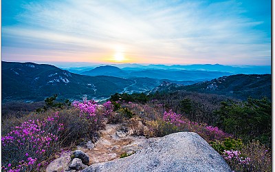 진달래 황매산