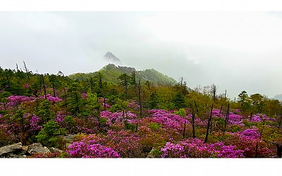 설악의 화원