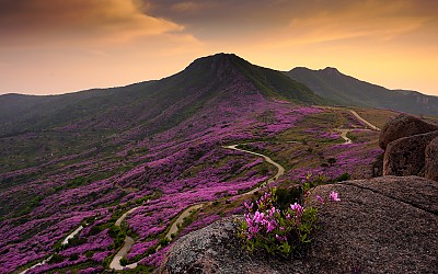 불타는 산정 황매산