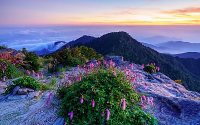 산오이