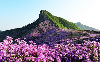 황매산