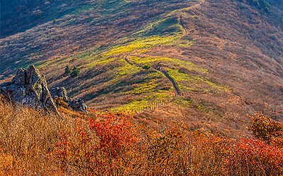 산죽과 능선