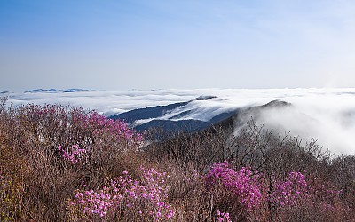 지리산 진달래