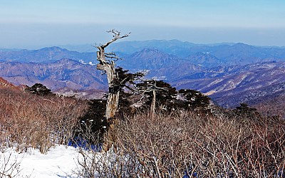 눈이 아쉬운 태백산