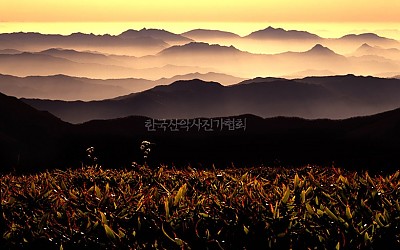 덕유산(산죽과 능선)