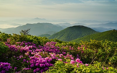 무등산의 봄