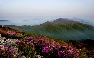 함백산진달래