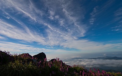 천왕봉의 산오이풀 2