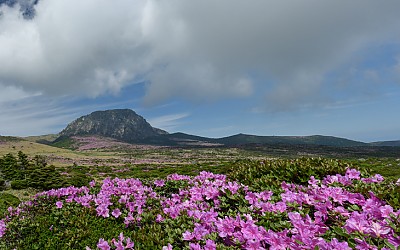 한라산의 봄