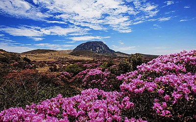 한라산의봄