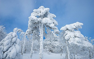 태백산설경