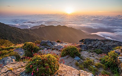 지리산 산오이풀