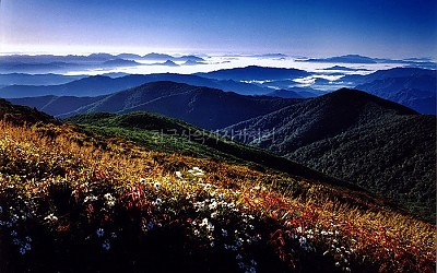 구절초와 산오이풀