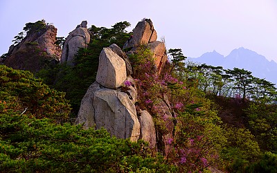 도봉산Y계곡의 봄