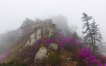 운무속 덕룡산의 진달래