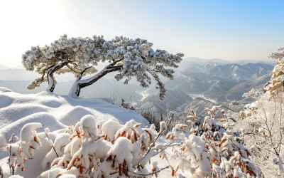 설송(대둔산)