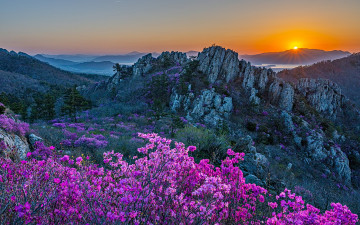 주작산 진달래, 다시 그 앞에 서다