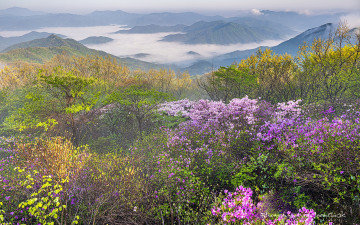 삼산, 안개 너머 기다림의 기