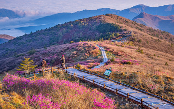 노고단, 진달래 여명