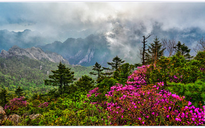 귀때기청 털진달래_2025-05-21