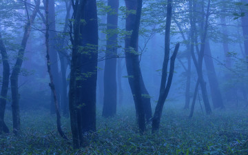 한라산의 여름-6