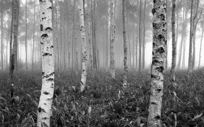 자작나무 숲에서....