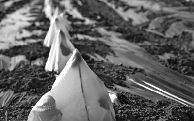 작은 온실 (참외밭)