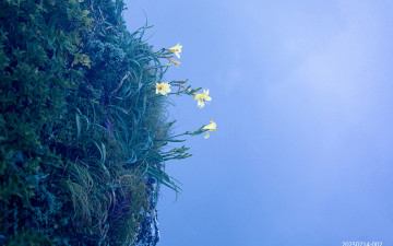 한라산의 여름-14