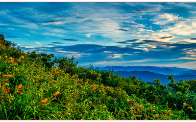 향적봉 원추리_2025-08-14