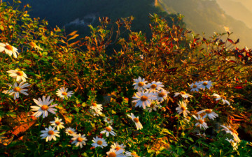 계룡산의 구절초