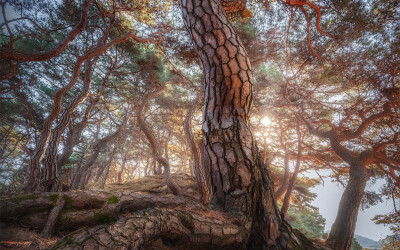 부절리소나무 숲