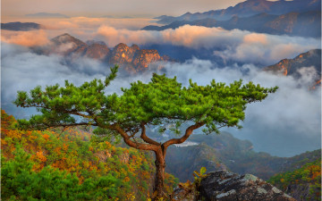 제비봉 三枝之平松 !!!