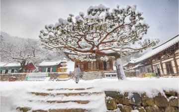 내소사 미인송 !!!