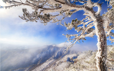 삼불봉 소낭구 !!!