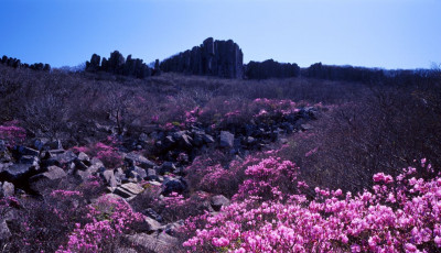 무등산 봄 - 진달래 - 무등산
