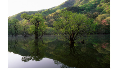 주왕산의 신록(주왕산)