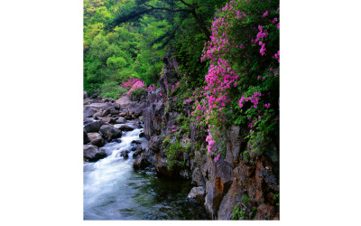 지리산 뱀사골 진달래(지리산)