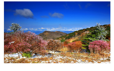 노고단 진달래(지리산)