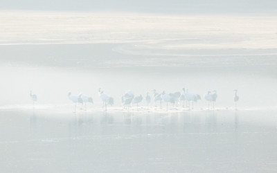 안개 흐르는 아침에.