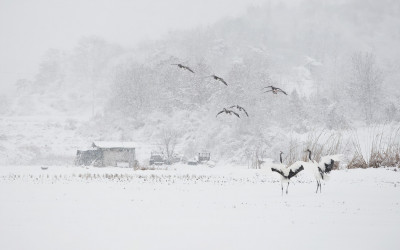 두루미 이야기.