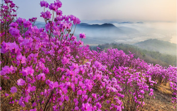 진달래 - 주작산
