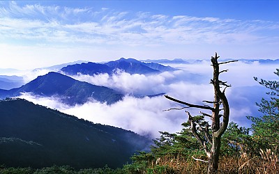 신선봉 고사목과 조령산 운해(신선봉)