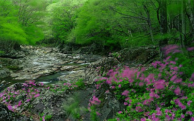 봄바람(지리산)