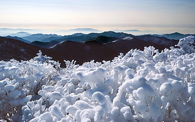 태백산 겨울(태백산)